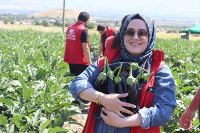 Gençlik merkezi gönüllüleri patlıcan hasadına katıldı