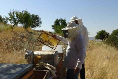 Gercüş’te bal hasadı heyecanı: Üreticinin yüzü gülüyor