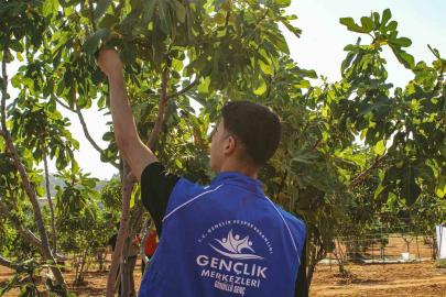 Germencik’te gönüllü gençler incir hasadına katıldı
