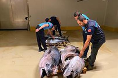 Gürpınar Su Ürünleri Hali’nde denetim: 700 kilogram mavi yüzgeçli orkinosa el konuldu