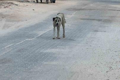 Halfeti’de sahipsiz köpeğin saldırdığı çocuk yaralandı