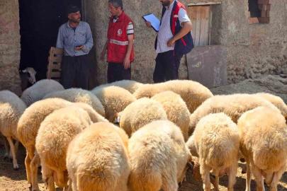 Halk elinde küçükbaş ıslah projelerinde koyun tespit çalışmaları devam ediyor