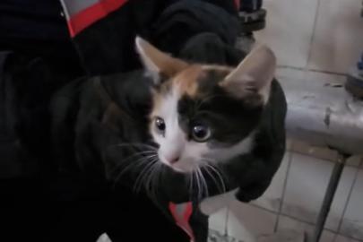 Havalandırma boşluğunda mahsur kalan kedileri itfaiye kurtardı