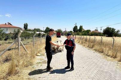 Hayvanları kaybolan çiftçinin yardımına Jandarma ekipleri koştu
