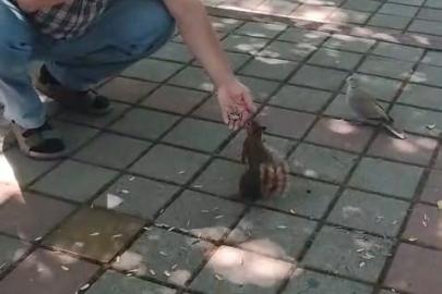 İnegöl’de sincap ve kumruyu elleriyle besledi