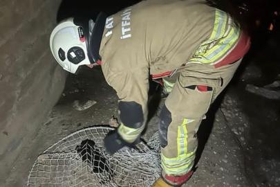 İskenderun ve Arsuz’da mahsur kalan hayvanlar kurtarıldı