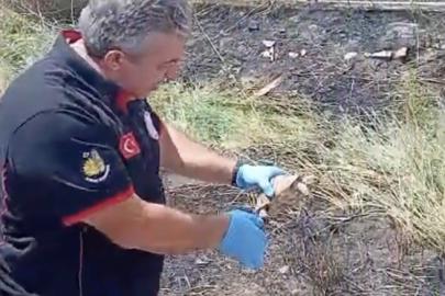 İtfaiye ekipleri yangından kurtardıkları kaplumbağayı suyla serinletti