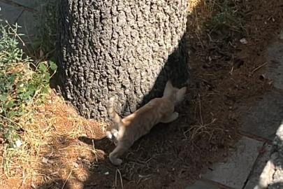 İtfaiyeden kedi kurtarma operasyonu