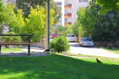 Kahramanmaraş’ta kargalar parkı mesken tuttu