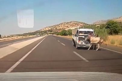 Kamyonetin çarptığı eşek metrelerce havaya fırladı