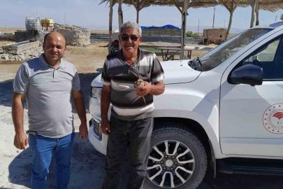 Kanadından yaralanan kızıl şahin, duyarlı çiftçinin dikkatiyle kurtuldu