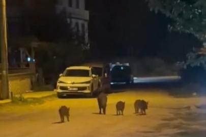 Karacabey’de yaban domuzları yerleşim alanına indi