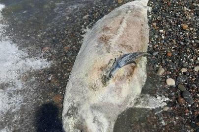 Kastamonu’da ölü yunus balığı karaya vurdu