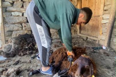 Kavurucu sıcaklar küçükbaş hayvanlarda kırkım mesaisini başlattı