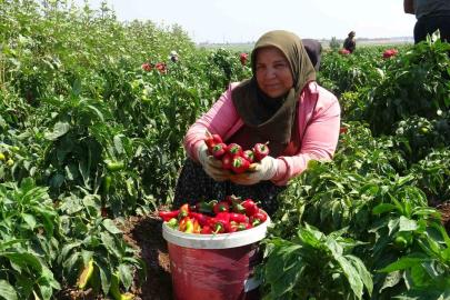Kavurucu sıcakta acı hasatta çalışan işçiler ellerini yüzlerine süremiyorlar