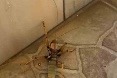 Kedi, dev etçil çekirgeyle fareyle oynar gibi oynadı