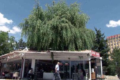 Kesmeye kıyamadığı salkım söğüdü, işletmenin simgesi oldu