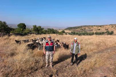 Kilis’te kaybolan 50 küçükbaş hayvan jandarma tarafından bulunarak sahibine teslim edildi