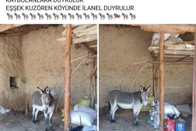 Kırsal mahalledeki başıboş eşek merak konusu