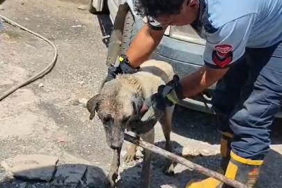 Konteynerin altında sıkışan anne köpek ve yavruları itfaiye ekiplerince kurtarıldı