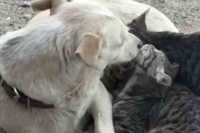 Köpek yavru kedilere annelik yapıyor