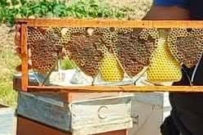Kovan denetiminde bulunan kalp şeklindeki petek görenleri şaşırttı