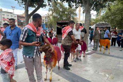 Koyunlar sudan önce bulvardan geçti