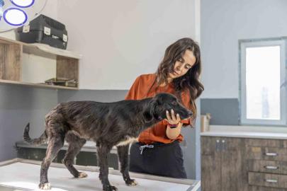 Mersin’de 6 aylık tedaviyle yeniden ayağa kalkan köpek sıcak yuvasını bekliyor