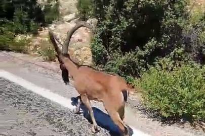 Mersin’de dağ keçisi yola indi, sürücüler araçlarını durdurdu