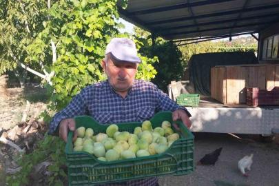 Mersin’de incir hasadı başladı