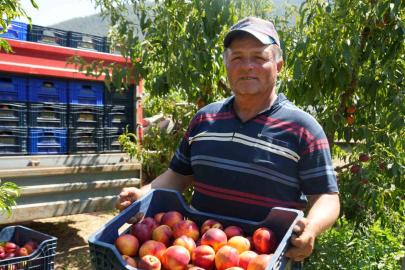 Meyve suyu fabrikaları üreticiden aldıkları ürünün fiyatları iyice dibe vurdu