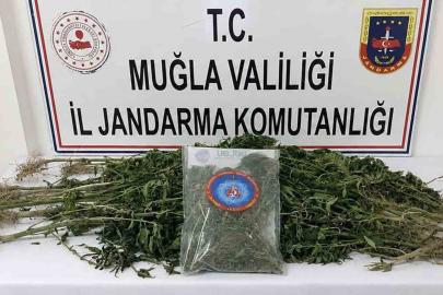 Muğla Jandarmasından uyuşturucu tacirlerine operasyon: 33 tutuklama