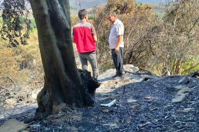 Muğla’da yangınların ardından hasar tespit çalışmaları sürüyor