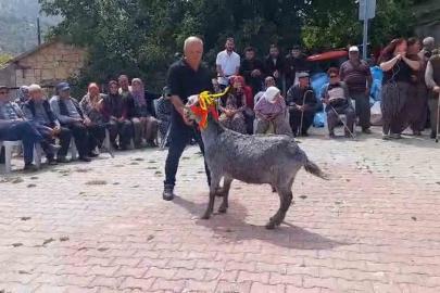 Mut’ta ’keçi güzellik yarışması’ düzenlendi