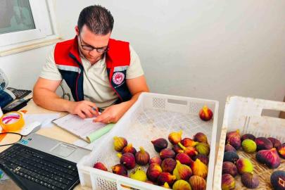 Nazilli’de taze incir denetimi