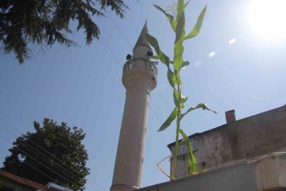 Ordu’da cami çatısında mısır yetişti