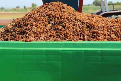 Organik kuru üzüm üreticisinin hasat yükü ’Box’ ile hafifledi