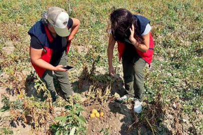 Patates üretiminde verimin arttırılması için kontroller sürüyor