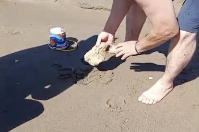 Plajda görülen yılan vatandaşlara panik yaşattı