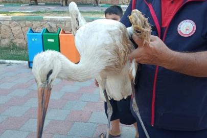 Reyhanlı’da yaralı leylek ekipler tarafından kurtarıldı