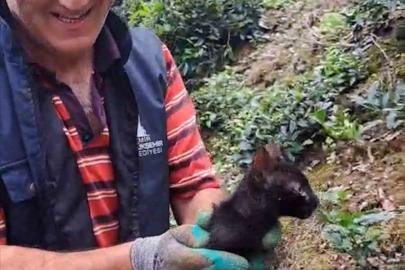 Rize’de 4 gündür boru içinde sıkışan kediyi çay üreticileri kurtardı