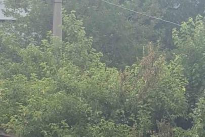 Safranbolu’da karganın "Allah" diye ses çıkardığı anlar kameraya yansıdı