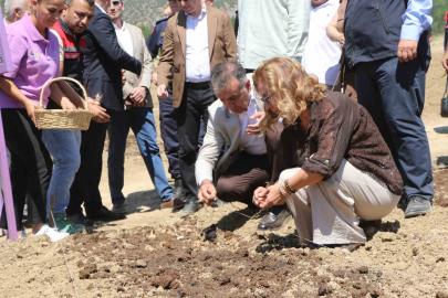 Safranova’da 7 dekarlık alana 500 kilo safran soğanı dikildi