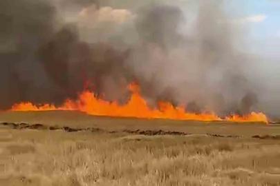 Şarkışla’da 5 bin dönük ekili buğday tarlası alevlere teslim oldu