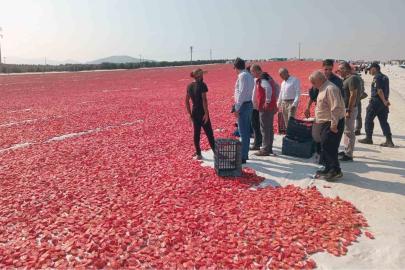 Saruhanlı’da 1.500 ton kuru domates ihraç ediliyor