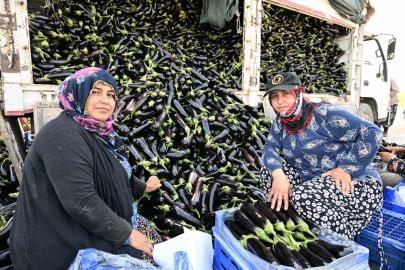 Selin yıktığı tarlada yeniden hasat sevinci