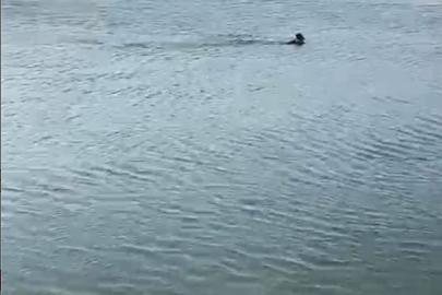 Serinlemek için girdiği göletten cansız bedeni çıktı