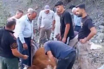 Siirt’te dağda mahsur kalan büyükbaş hayvan telef oldu