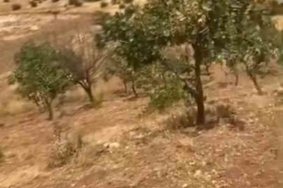 Siirt’te yaban domuzları 20 yıllık fıstık ağaçlarına zarar verdi