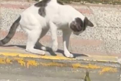 Silivri’de kedi ve kertenkelenin kavgası cep telefonu kamerasında